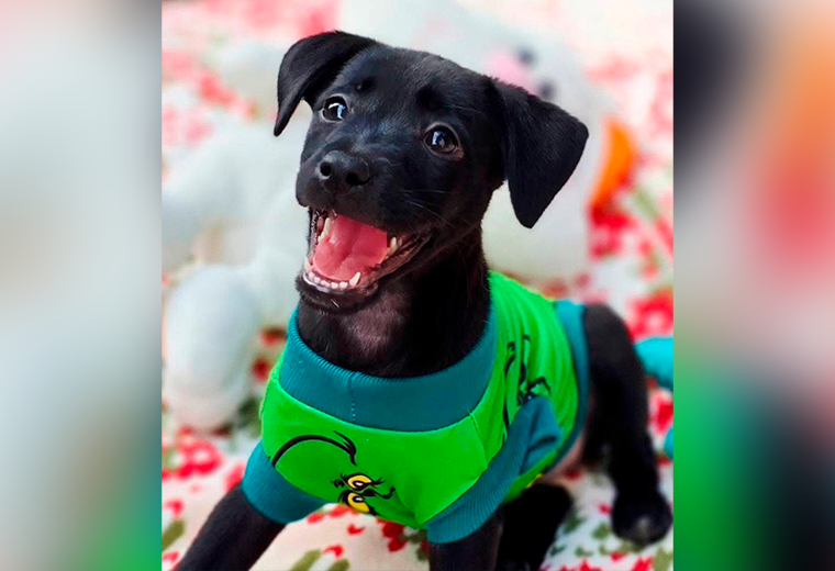 Adopte a un amigo fiel: 'Bombón' - Imagen de la noticia