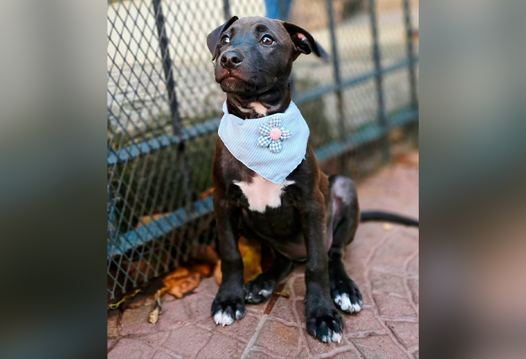 Adopte a una amiga fiel: 'Cocoa' - Imagen de la noticia