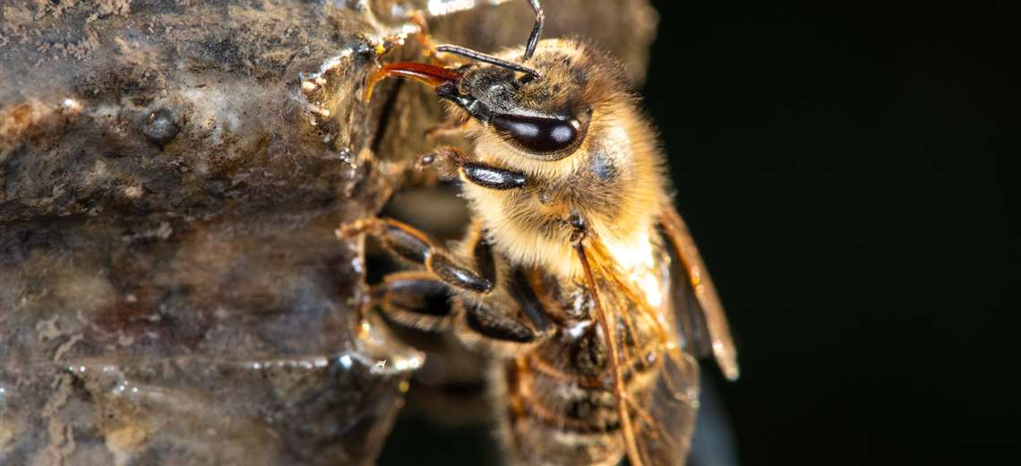 Costa Rica prohíbe uso de insecticida mortal para las abejas