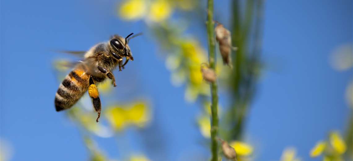 Cinco niños trasladados a centro médico tras ataque de abejas en escuela de Carrillo - Imagen de la noticia