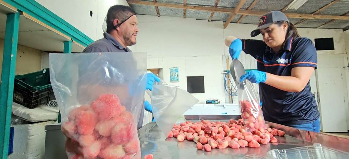 Diana Vásquez dejó el micrófono y se enfrentó al trabajo de empacar fresas en Fraijanes