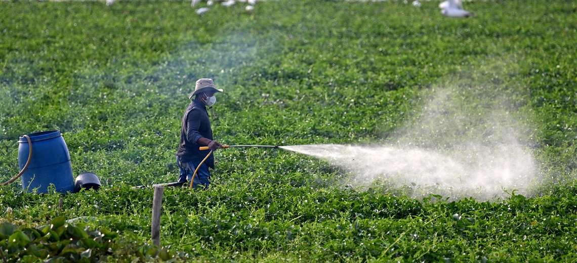 Nueva receta digital busca dar trazabilidad a sustancias peligrosas usadas en cultivos