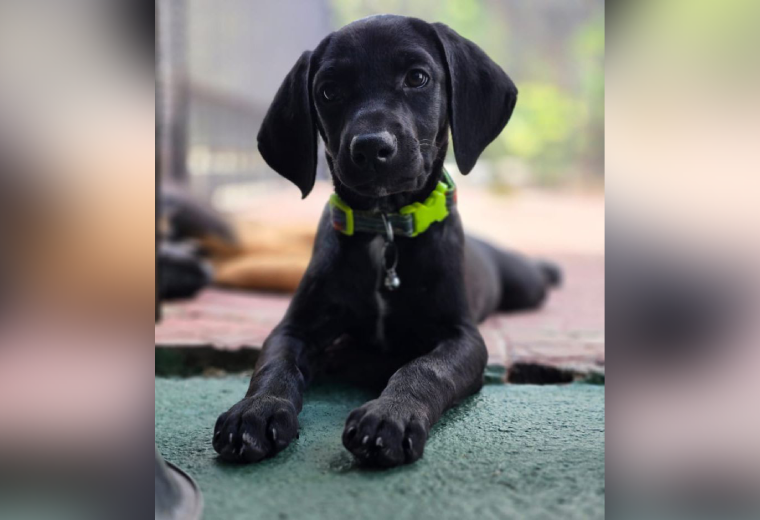 Adopte a una amiga fiel: 'Trufa' - Imagen de la noticia