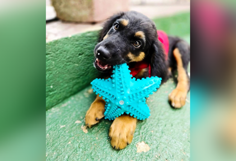 Adopte a un amigo fiel: 'Maylo' - Imagen de la noticia