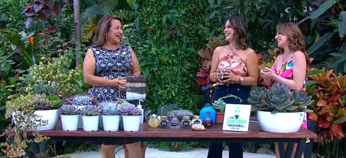 Suculentas en casa: cómo lograr que crezcan sanas y fuertes - Imagen de la noticia