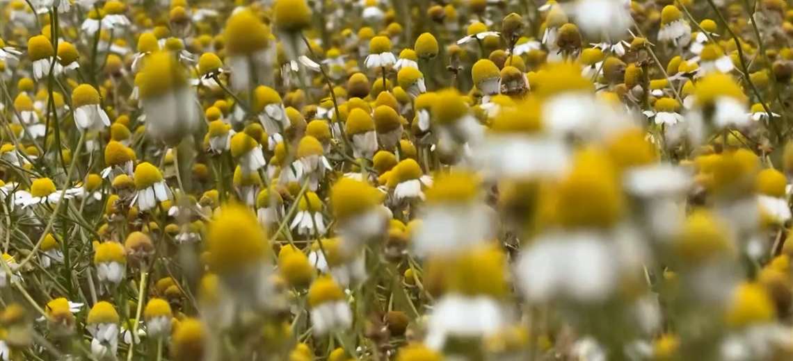 La floración que transforma Cartago en un paisaje blanco y atrae a visitantes cada año