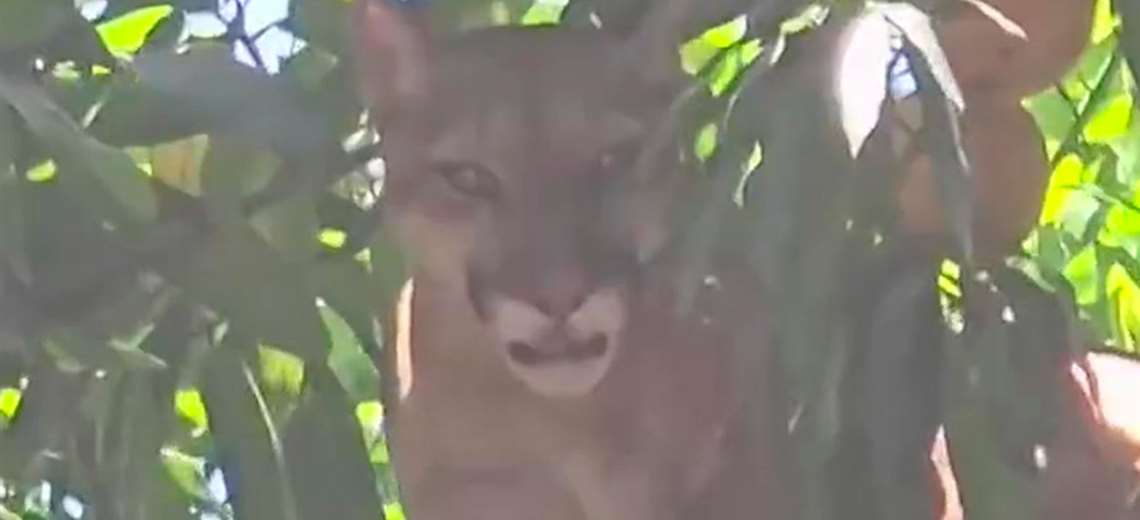 Minutos de tensión: Familia encuentra puma en su patio antes de ir a la escuela
