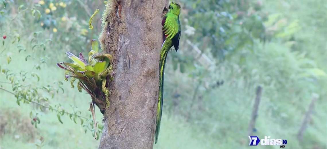 Protegiendo a la serpiente emplumada