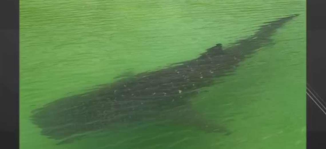 Guía turístico cuenta cómo logró impresionante video de tiburón ballena - Imagen de la noticia