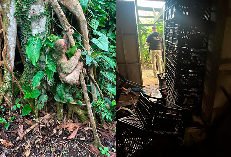 Allanan sitios turísticos en Bijagua por aparente trasiego y comercio de animales silvestr