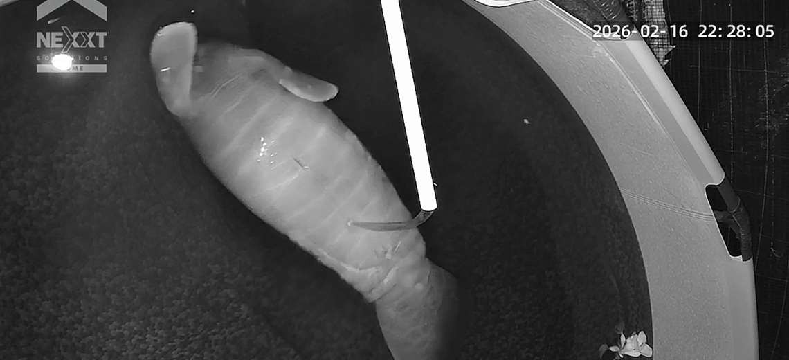 Cría de manatí rescatada en Limón atraviesa 