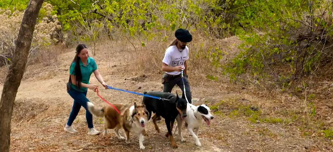 Un nuevo paraíso para perros y dueños abre sus puertas en Santa Ana - Imagen de la noticia