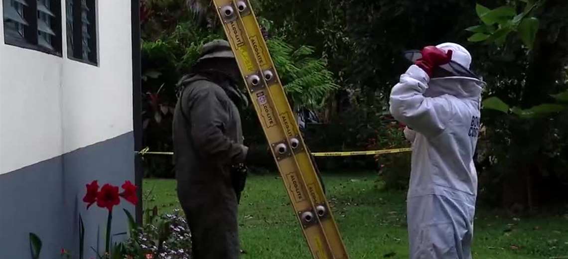 Ataque de abejas provoca suspensión de tradicional Romería a ruinas de Ujarrás