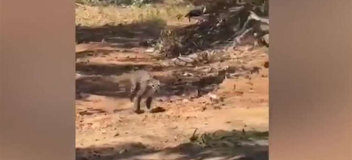 Video muestra cómo un manigordo huye de gran incendio forestal en Guanacaste