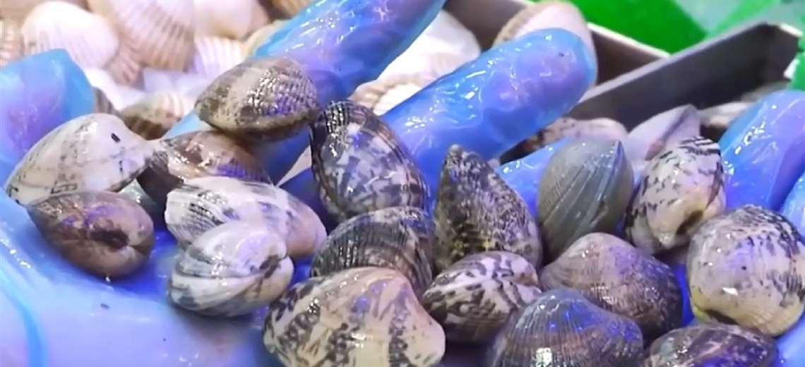 Levantan restricción de moluscos tras cinco meses por marea roja en el Pacífico