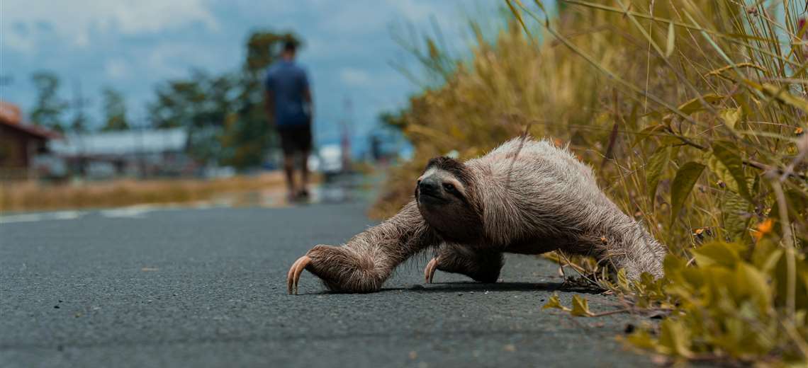 ¿Ve un perezoso en peligro? Esto es lo que nunca debería hacer