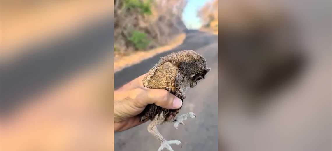 Vea el momento en el que bomberos rescatan a búho en medio de incendio forestal