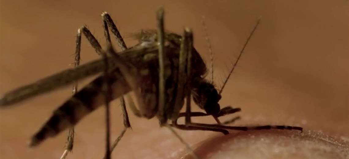 Ministerio de Salud reporta nueve casos de dengue con signos de alarma