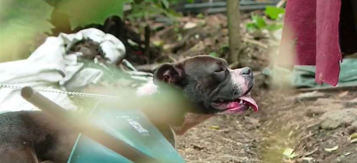 “Me pedía ayuda, pero no pude hacer nada”: Yerno relata ataque mortal de perro en Moravia