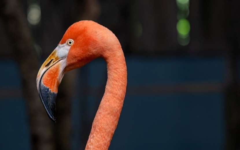 Flamenco rescatado en Limón tuvo una recuperación 