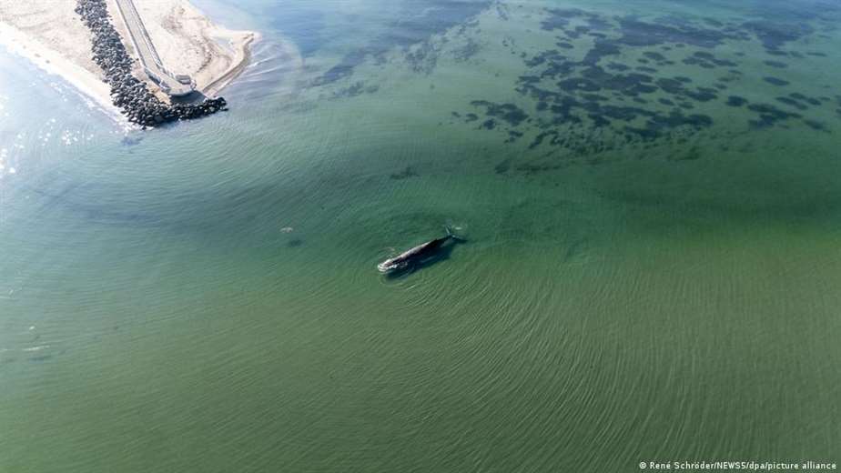 Timmy, la ballena jorobada debilitada en el Báltico mientras Alemania intenta un rescate incierto