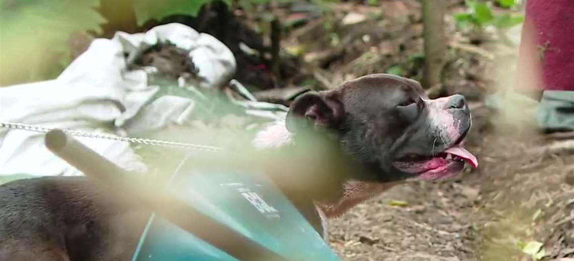 Senasa aún no define qué hará con el perro que mató a adulto mayor