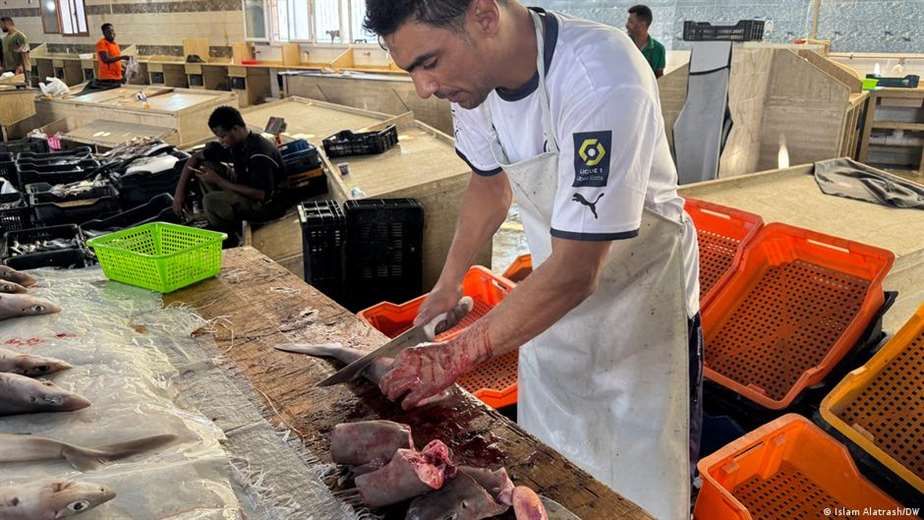 Tiburones del Mediterráneo están desapareciendo por vacío legal que los está matando