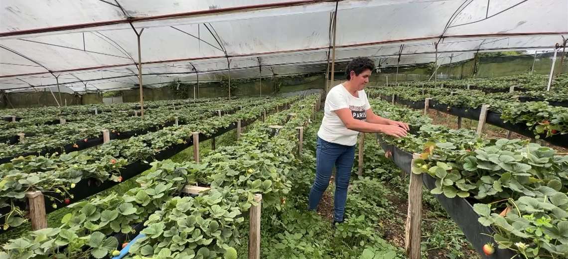 El fresal que florece donde el frío no perdona y la historia de quien lo hace posible