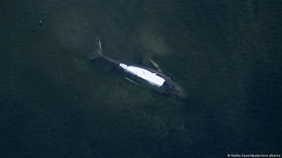 La saga de Timmy continúa: la ballena se libera, pero vuelve a quedar atrapada