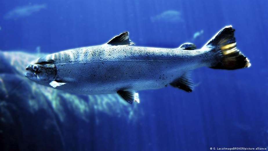 La cocaína en ríos está cambiando el comportamiento del salmón salvaje