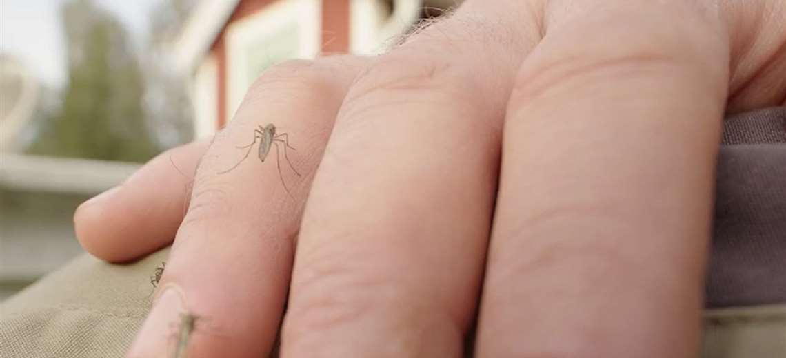 Ministerio de Salud invertirá ₡182 millones para atacar dengue en época lluviosa