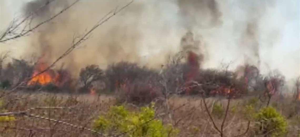 Cifra récord: 200 incendios forestales consumen miles de hectáreas y provocan muerte de animales