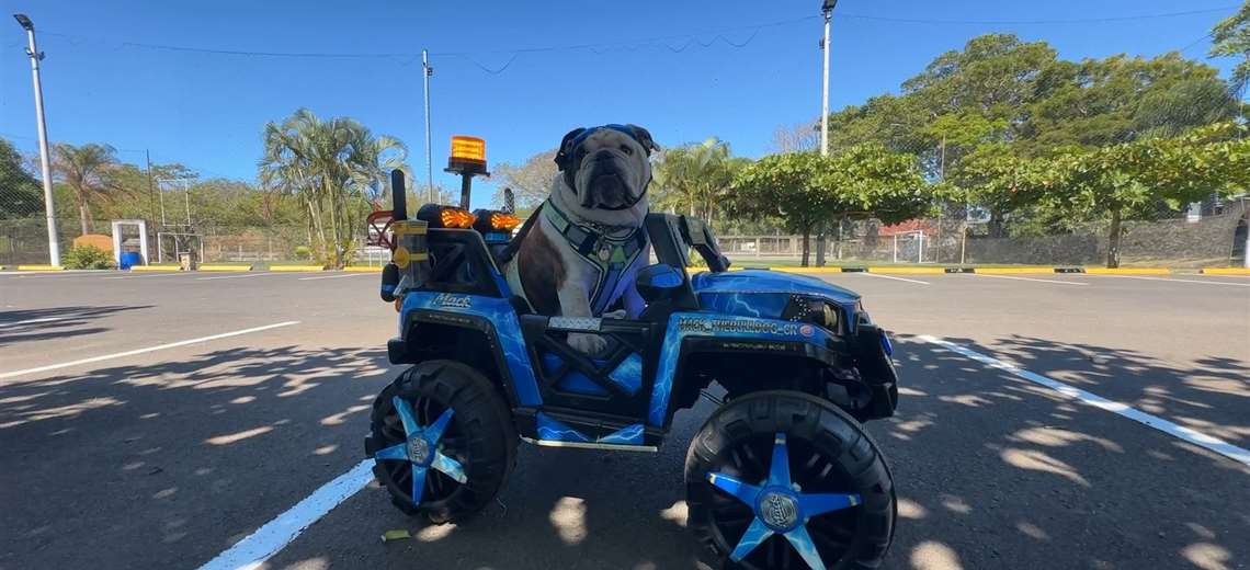 Un carrito, un bulldog, y una escena que logra detener el ritmo de la ciudad