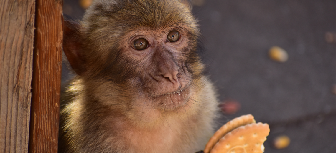 La sorprendente razón por la que los monos de Gibraltar comen tierra