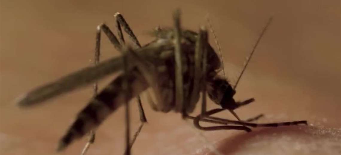 Salud define vacuna para combatir el dengue en Costa Rica