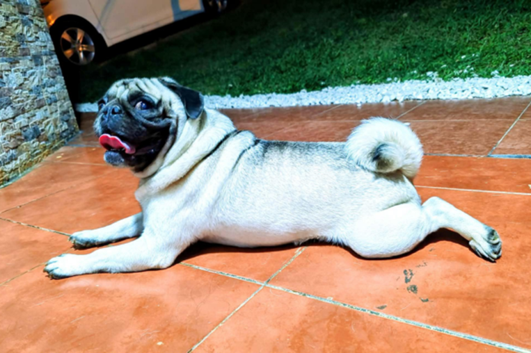 mascoticas pizarra