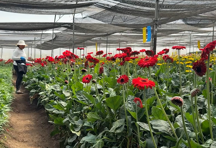 Flores Volcán pasó de vender rosas a exportar 70 mil tallos semanales a EE.UU.