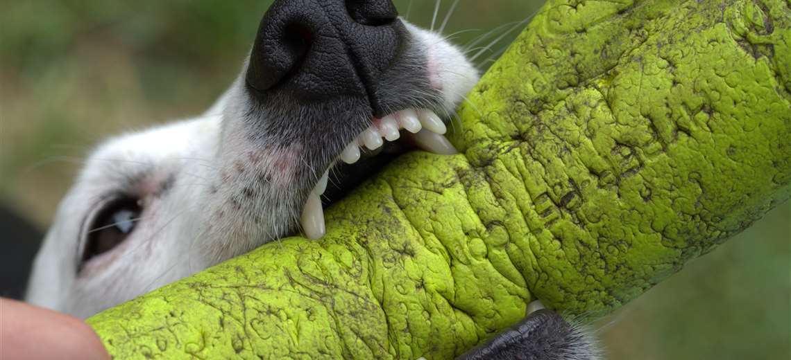 Caen las atenciones por ataques de perro en Costa Rica, pero los casos graves no ceden