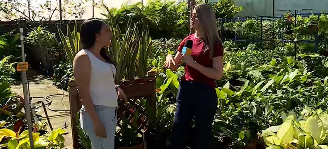 Verde en casa: plantas que renuevan cualquier espacio - Imagen de la noticia