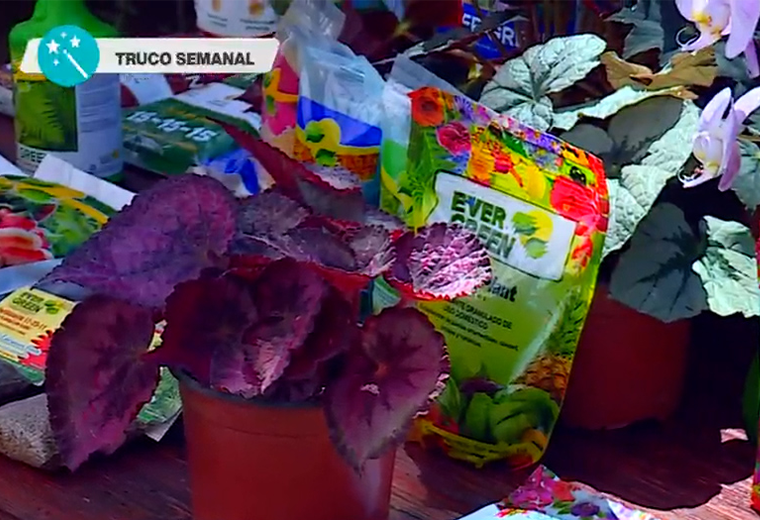 ¿Cuál es el mejor fertilizante para que sus plantas crezcan sanas y llenas de color? - Imagen de la noticia