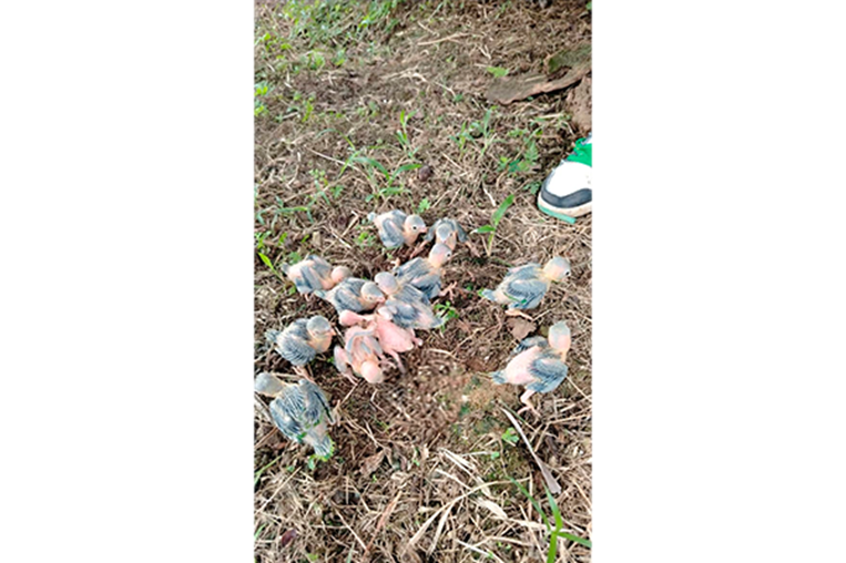 Saqueo de nidos y venta de lapas encienden alarma en Osa