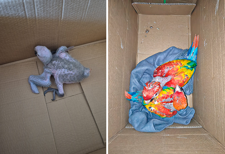 Hasta $3.000 por una lapa: el negocio ilegal que amenaza la biodiversidad en Osa