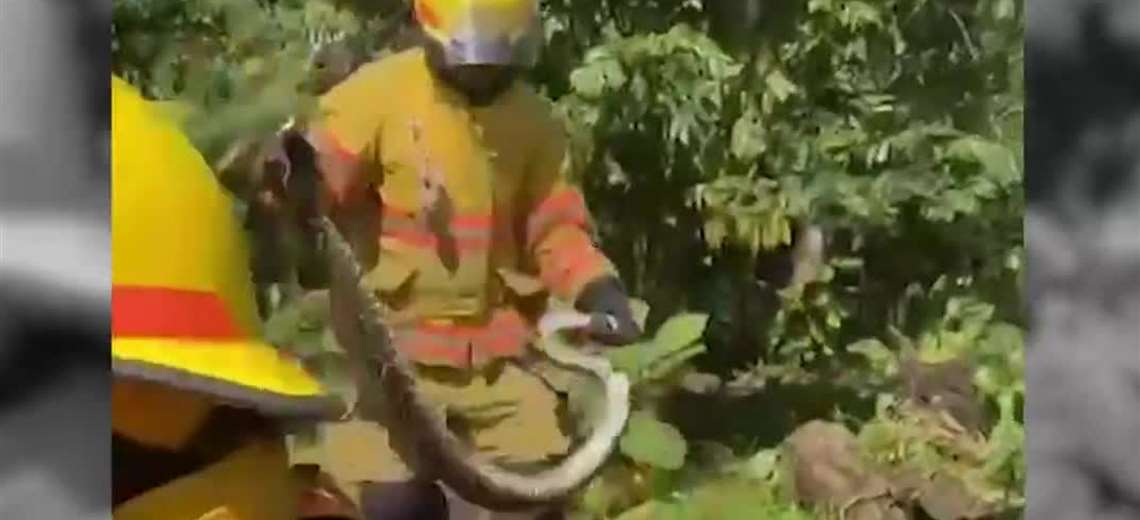 Bomberos capturan serpiente de casi 3 metros en Siquirres - Imagen de la noticia