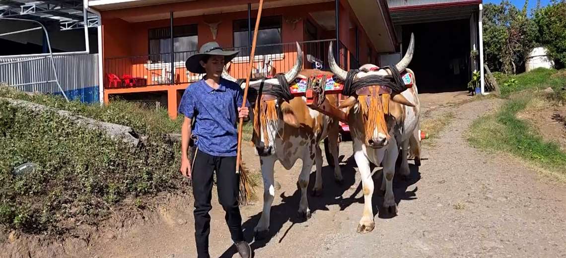 El joven que decidió no dejar morir el boyeo y hoy lo mantiene vivo en Escazú