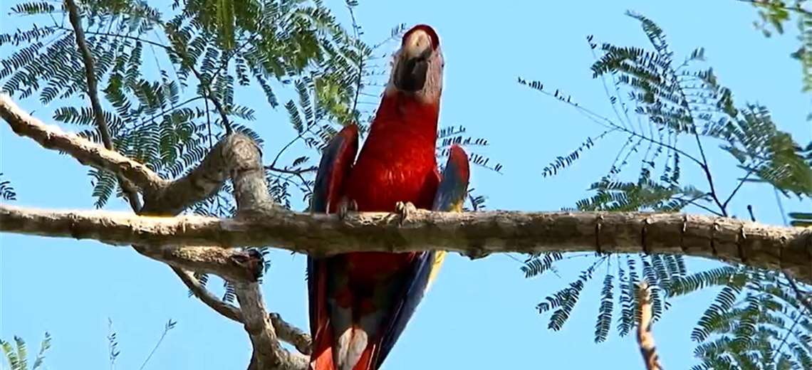 MINAE trabaja reglamento que permitiría tener lapas en cautiverio