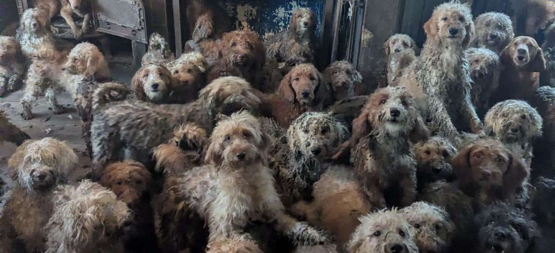 Los 250 perros hacinados en pequeña casa de Inglaterra y su 