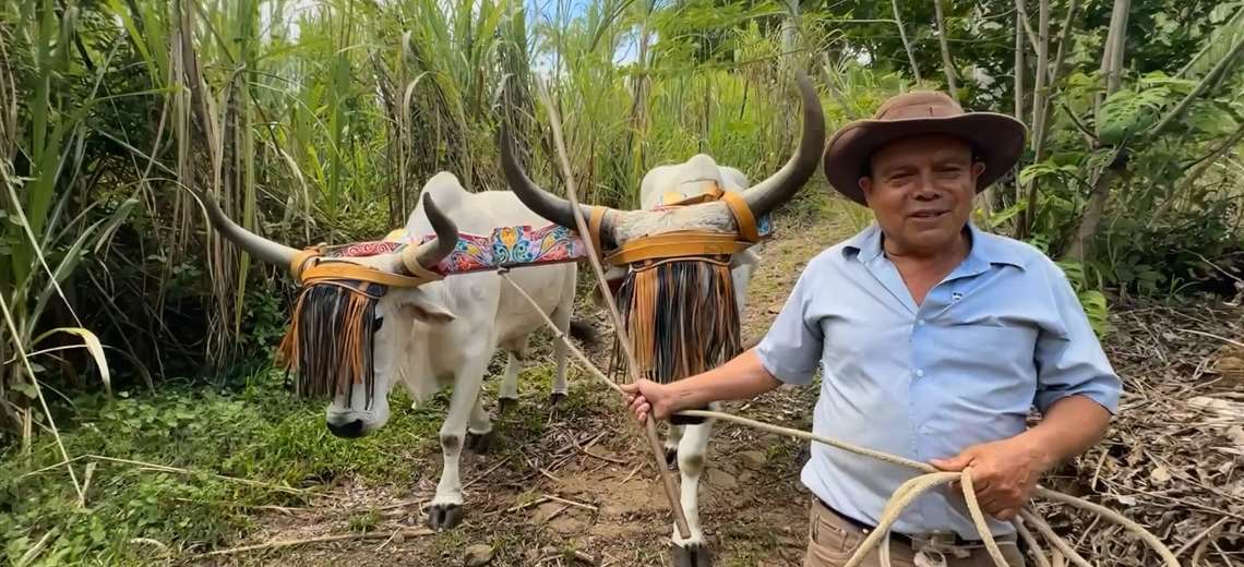 El campesino de Puriscal que aprendió boyeo de su abuelo y hoy le agradece a San Isidro con trabajo