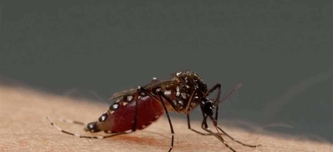 Lo que muchos ignoran sobre el dengue: hasta un vaso con cepillos puede ser peligroso