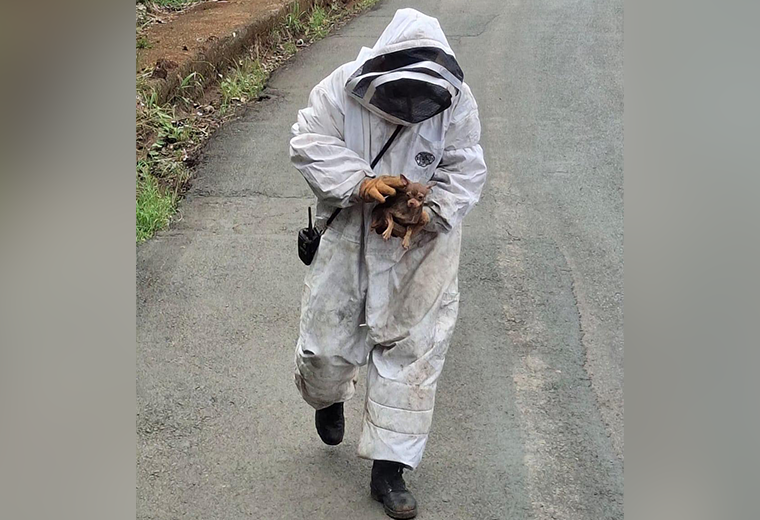 Encuentran chihuahua asustado y escondido en cafetal tras ataque de abejas en Grecia