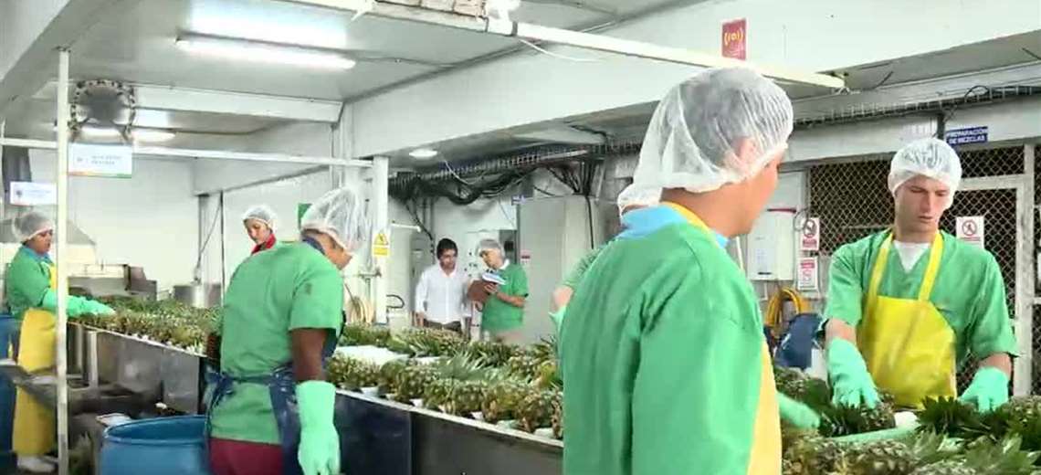 Esto dicen productores de piña ante escalada de conflicto comercial entre Costa Rica y Panamá